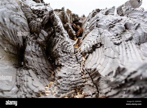 Damage caused by storm VAIA in the Belluno Dolomites National Park, Detail of a broken section ...