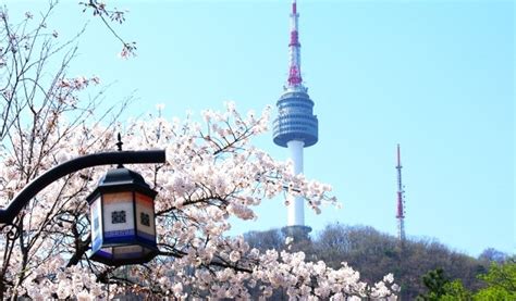 seoul cherry blossom  private  day  trazy koreas  travel