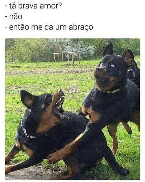 Olha A Cara Desse Catioro Fotos De Animais Engraçados Memes De Cão