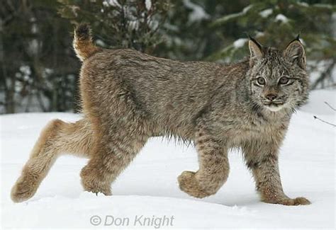 Canadian Lynx Pictures Canadian Lynx Canadian Lynx Wild Cats Big