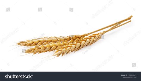 55,841 Wheat spikelets Images, Stock Photos & Vectors | Shutterstock