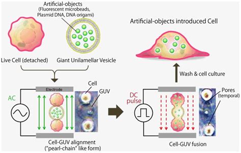 Schematic Diagram Of The Cell Guv Electrofusion Process Cells And Guvs