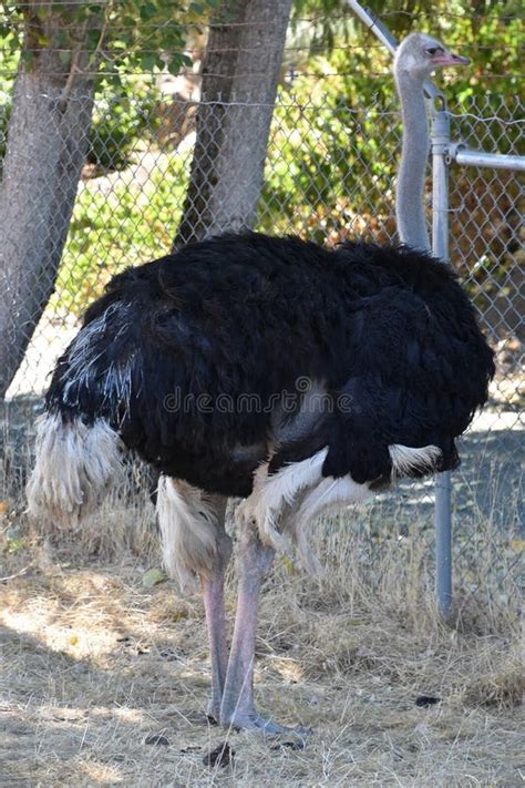 A Tall Ostrich stock image. Image of african, gaze, country - 131025193