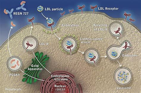 Pcsk9 Inhibitors For Ldl Cholesterol Reduction Emerging Clinical