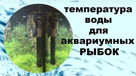 Температура воды для аквариумных рыбок. - YouTube