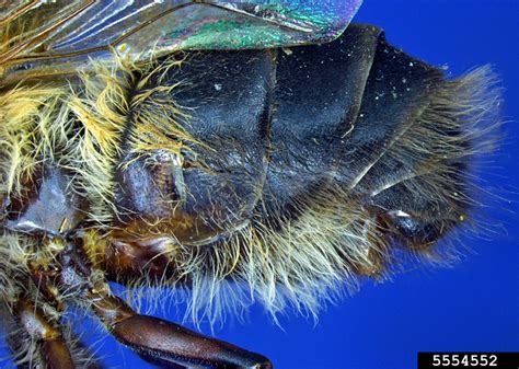 Asiatic Honey Bee Apis Cerana