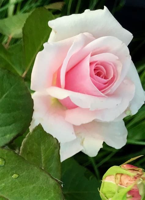 Пин на доске Flowers | Сад