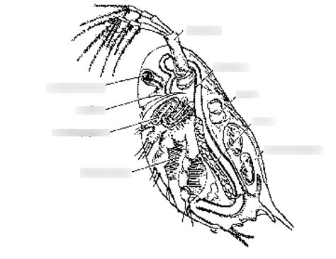 Daphnia anatomy Diagram | Quizlet