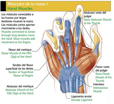 Musculos De La Mano