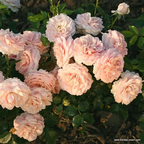 Cremosa® | Kordes Rosen