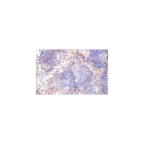IRF-1 (D5E4) XP® Rabbit mAb