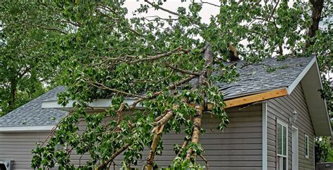 Does Homeowners Insurance Cover Tree Damage