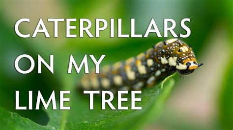 Caterpillars On My Lime Tree Citrus Butterfly 2022 Youtube