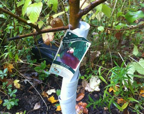 protect  trees  winter damage midtown lively