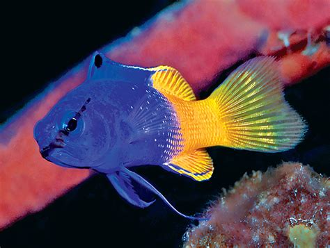 Pez Dorado Azul