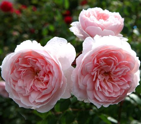 Роза «Уизли 2008» — описание, фото и характеристики сорта