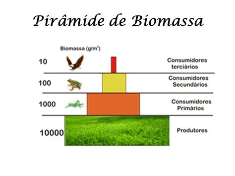 Qual é O Fluxo De Energia Seguido Na Cadeia Alimentar