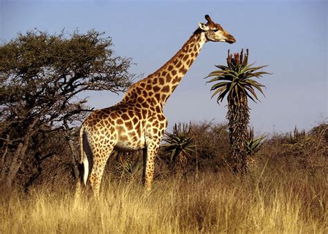 The Giraffe | Largest Animal In The World | Animals Lover