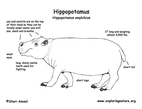 Body Parts Diagram For Kids Pin On Esl Check Out The Top 25 Esl