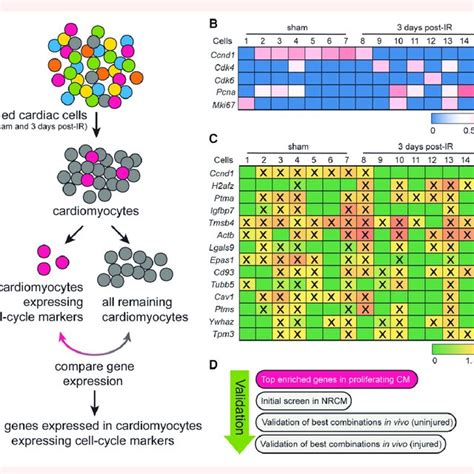 Gene Profile Of Cardiomyocytes Expressing Cell Cycle Markers A