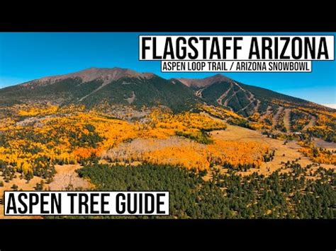 Aspen Loop Trail Fall Hiking Guide In Flagstaff Arizona Northern