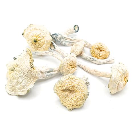 Buy Albino Jedi Mind Fuck Magic Mushrooms Shroom Delivery