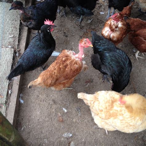 Turkens Or Naked Neck Chickens Golden Acres Ranch