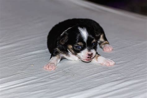 Chiwawa - Bilder und Stockfotos - iStock