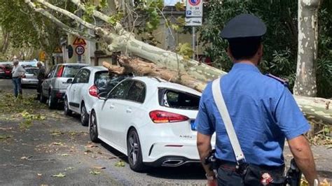 Allerta Meteo A Roma Un Albero Si Abbatte Su Un Auto Sul Lungotevere