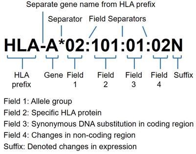 Frontiers Next Generation Sequencing Based HLA Typing Deciphering