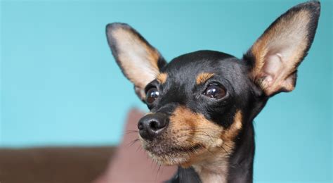 Why are Chihuahuas so Nervous? (Revealed) - I Love Chihuahua