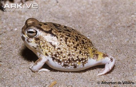 Desert Rain Frog | Animal Database | FANDOM powered by Wikia