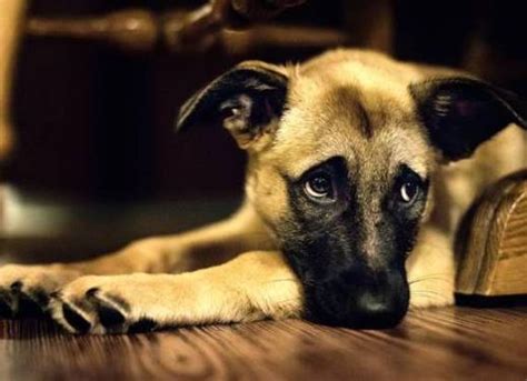 Enkefalitiese Bosluis In Honde Simptome