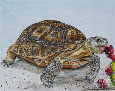 Desert Tortoise Drawing