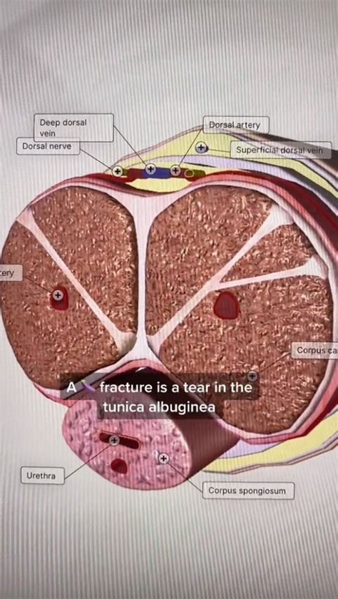 Tiktok Doctor Reveals Which Sex Position Is Most Dangerous The