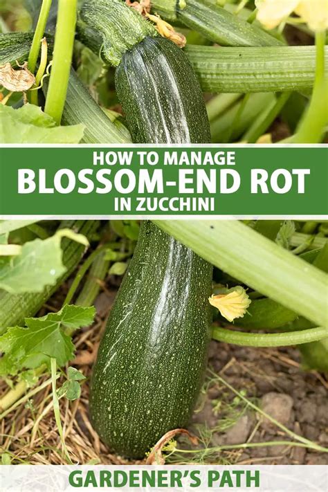 The Reasons Behind Zucchini Rotting Explained Greenthumbsguide