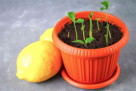 How Do You Grow A Lemon Tree From A Seed | Storables