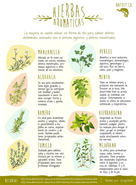 Plantas Medicinales Con Sus Nombres Y Usos Imagui