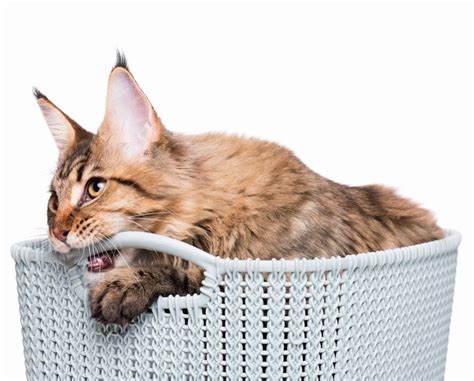 Сколько кошке ходить в бандаже после стерилизации: когда можно снять