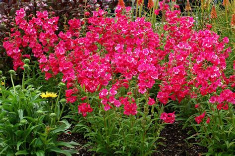 Penstemon Cha Cha Hot Pink Beardtongue