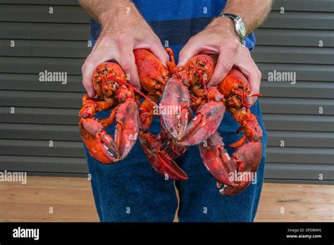 Hands Lobster High Resolution Stock Photography And Images Alamy