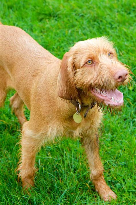 Do Vizslas Shed? Your Guide To Vizsla Shedding | It's A Vizsla