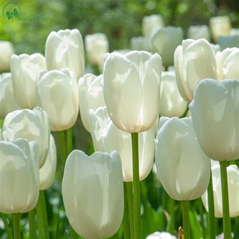 nghia cac loai hoa va net dep cua chung
