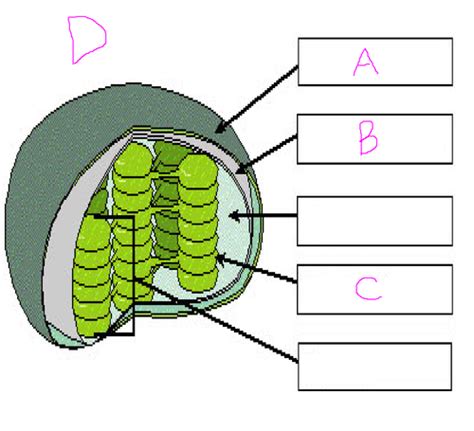 Photosynthesis And Cellular Respiration Flashcards Quizlet