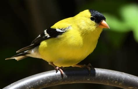 New Jersey State Bird Description Pictures And Fun Facts