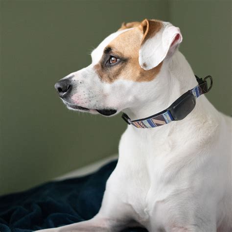 How Much Are Dog Tracking Chips