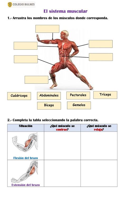 El Sistema Muscular Sistema Muscular Sistema Muscular Para Ni Os