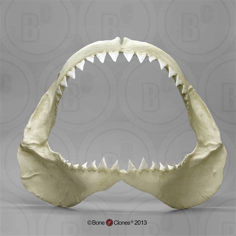 Great White Shark Jaw - Bone Clones - Osteological Reproductions