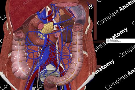 Left Colic Vein Complete Anatomy
