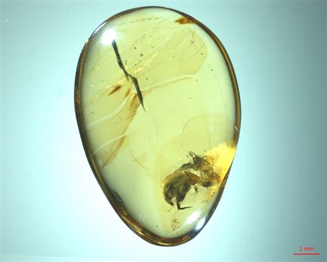 Another tale set in amber